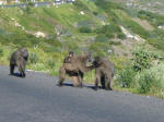 Baboons